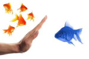 discrimination-fish